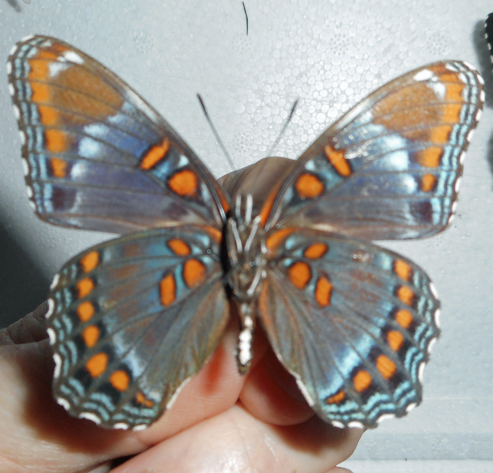 Limenitis arthemis astyanax male (aberrant 2, verso) [Internet image property of respective owner, non commercial use only]
